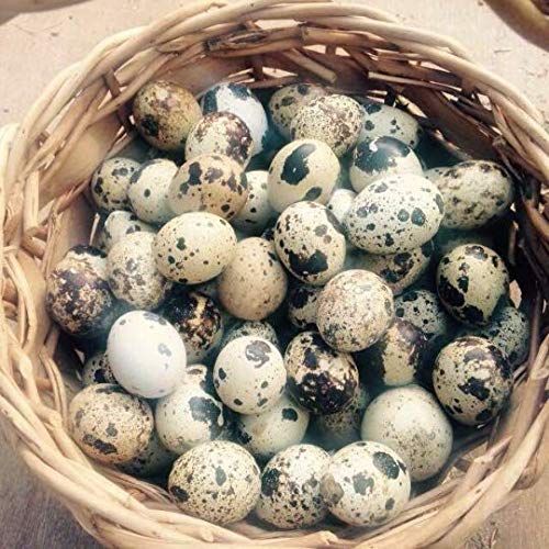 Coturnix Quail Hatching Eggs - Click Image to Close