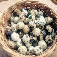 Coturnix Quail Hatching Eggs